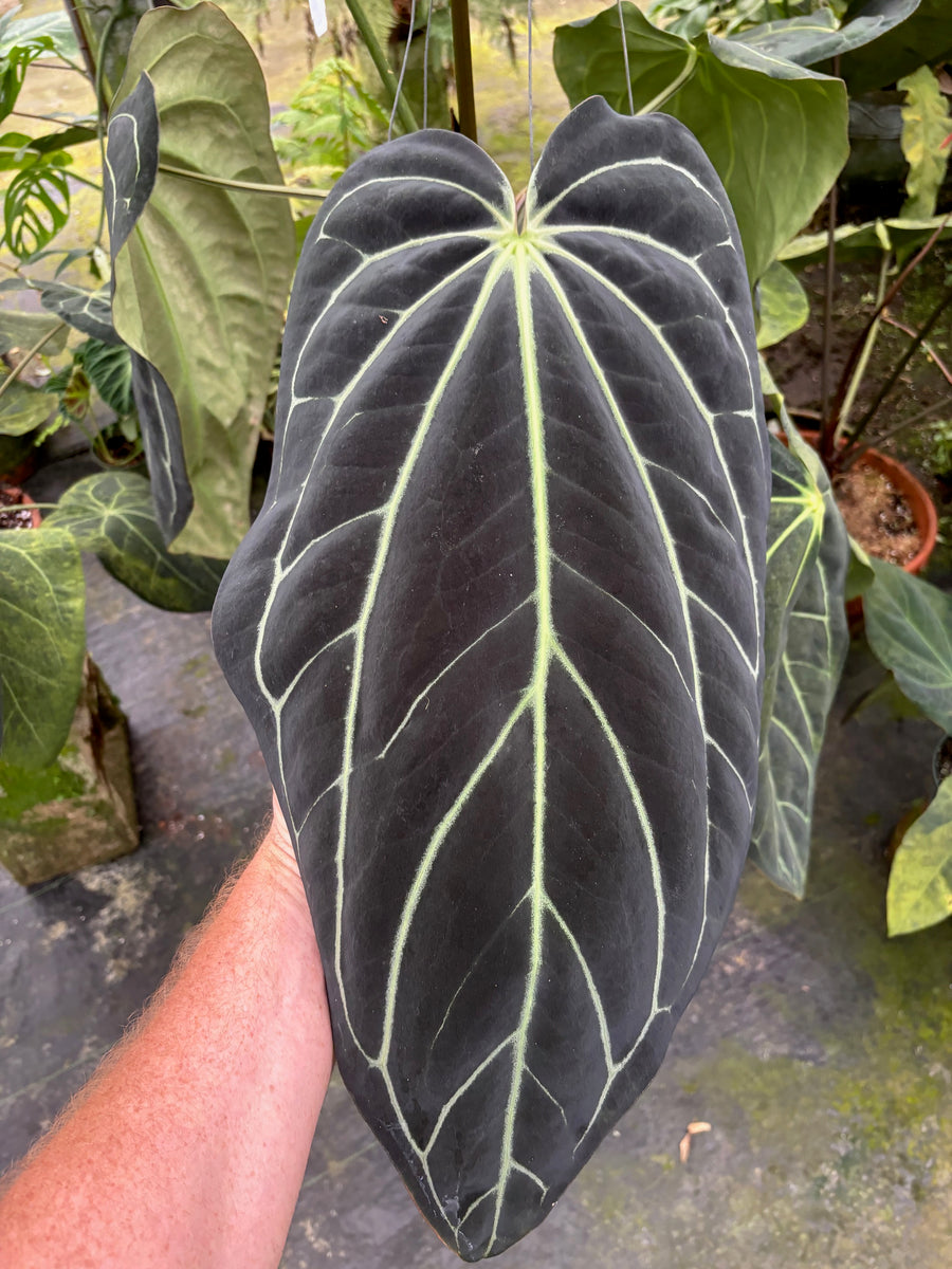 Anthurium OG x RA (no #) Carlablackiae 3