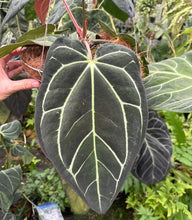 Load image into Gallery viewer, Anthurium OG x RA (no #) Carlablackiae 3&quot; pots - Grower&#39;s Choice